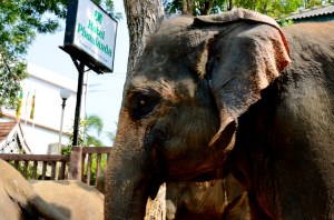 he stopped and looked right at me!