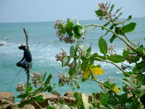 famous stilt fisherman, Weligama