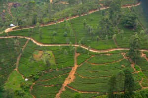 tea plantations